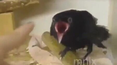 Un pájaro gracioso