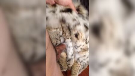 Fregado de un abrigo de piel de lince