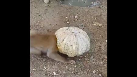 Perritos listos