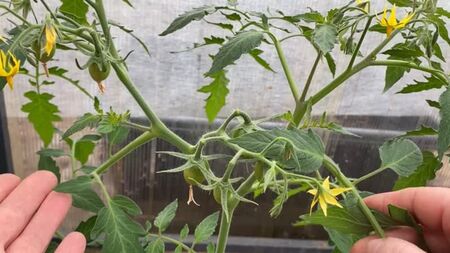 [Huerto productivo] ¡NO COMETAS ERRORES AL PODAR LOS TOMATES DE CRECIMIENTO BAJO!