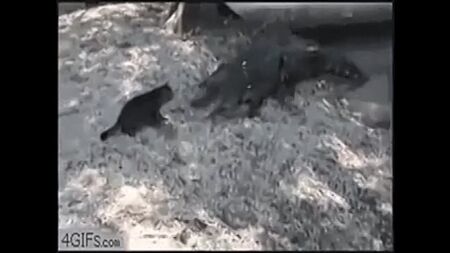 ANIMALES DIVERTIDOS VÍDEO GRACIOSO: un cachorro muy mono)