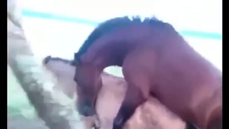 Caballos GAY